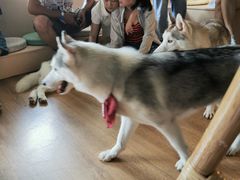 -Husky Go! 哈士奇体验馆·宠物咖啡厅狗咖