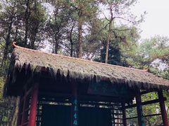 -铁山坪森林公园