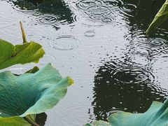 -MAP CHA普洱茶馆(翠湖店)