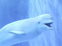 -多彩贵州城极地海洋世界