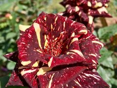 -人民公园(罗湖区)