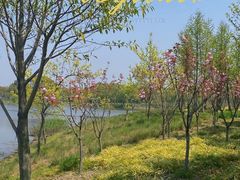 -贡湖湾湿地公园