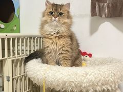 -猫大福·Fortune Cat猫舍(百子湾店)
