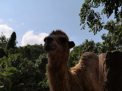 -海南热带野生动植物园