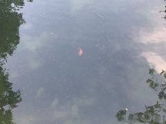 -西湖外事游船(花港观鱼码头)