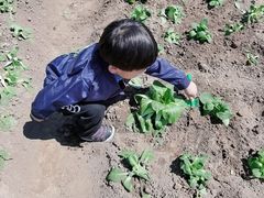 -前小桔亲子创意农场·草莓采摘·露营烧烤