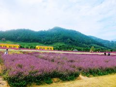 -径山花海