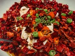 沸腾河豚鱼-鲐赏河豚(长寿店)