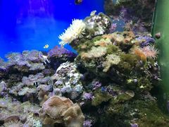 -御唐府海珊瑚主题餐厅