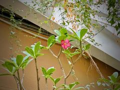 -正佳雨林生态植物园