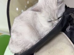 -汪喵宠物医院·骨科心脏影像·犬猫急重症ICU诊疗中心(成华分院)