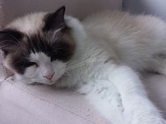 -喵的天空名猫咖啡馆·撸猫·猫舍·用品