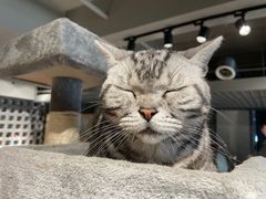 -浣熊柯尔鸭土拨鼠·电玩咖