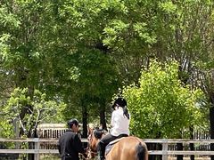 -北京群众马术培训基地