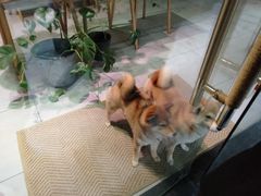 -柴务处·柴犬主题狗咖