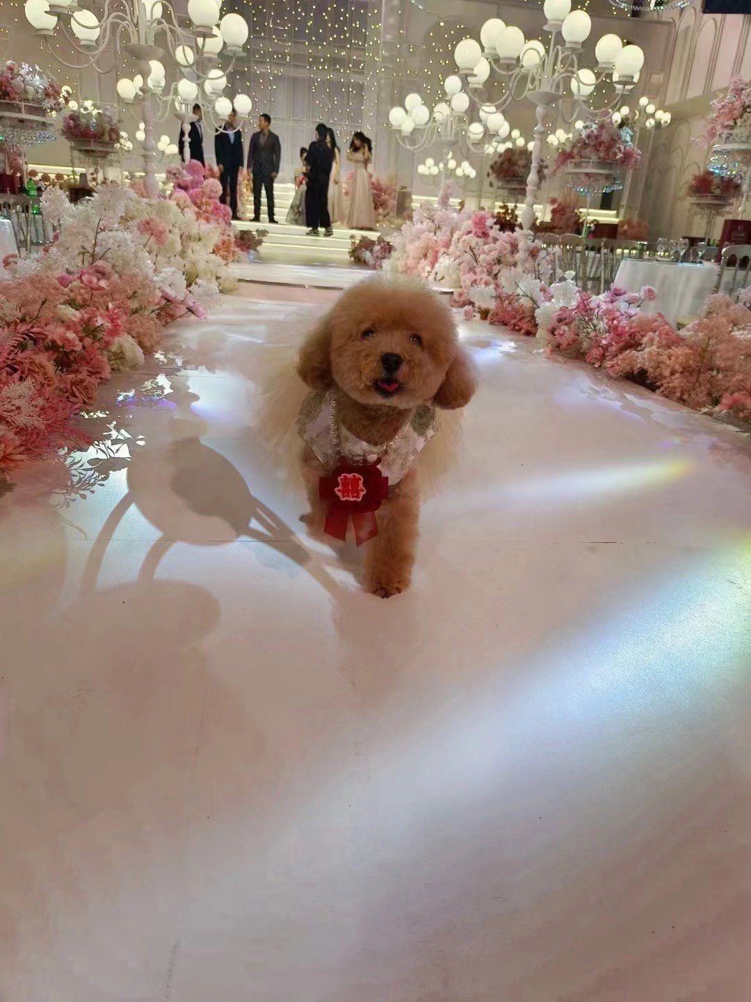 婚礼狗狗送戒指,像极了奋不顾身奔过来的孩子