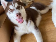 -Husky Go! 哈士奇体验馆·宠物咖啡厅狗咖