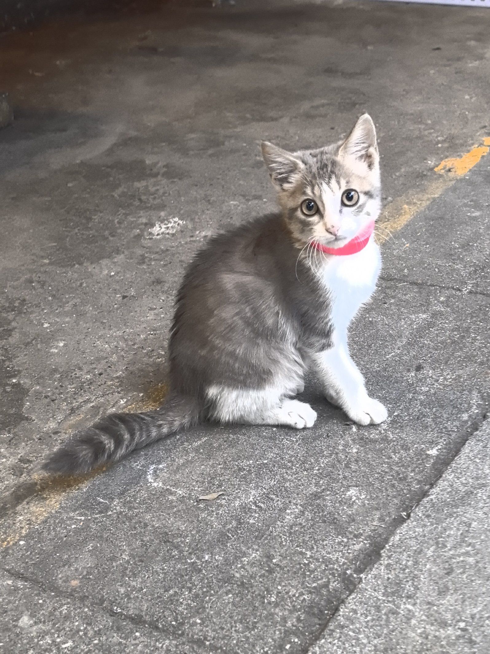 路边的小猫颜色好特别