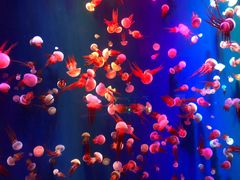 -成都浩海立方海洋公园