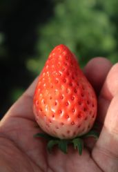 -蓝呗呗蓝莓草莓采摘园(通州区马驹桥店)