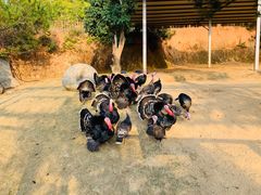 -泉州海丝野生动物世界