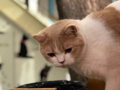 -猫小院猫主题咖啡厅(北锣店)