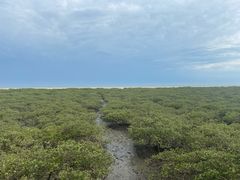 -北海金海湾红树林生态旅游区