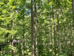 -黄海国家森林公园