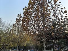 -朝阳公园游乐园