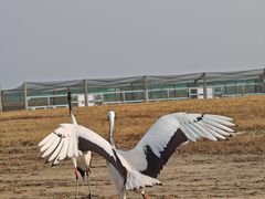-盐城丹顶鹤湿地生态旅游区