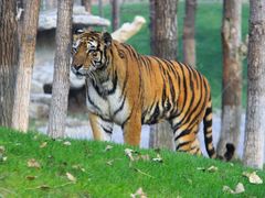 -北京野生动物园