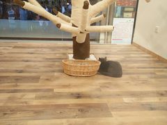 -袖虎·猫馆(体育西路店)