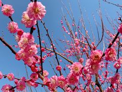 -花开海上生态园