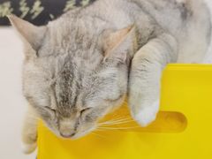 -Heymao猫咖.咖啡厅(东门店)
