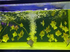 -华声天桥民俗文化园