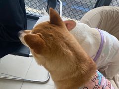 -怪兽屋·羊驼·猫咖·狗咖(俊华广场店)