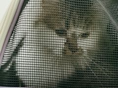 -汪喵宠物医院·骨科心脏影像·犬猫急重症ICU诊疗中心(成华分院)