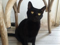 -海边的猫和咖啡馆