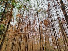 -桤木河湿地公园