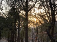 -泰山风景名胜区-普照寺
