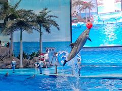 -海合安成都极地海洋公园