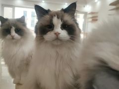 -鼓捣猫呢主题猫咖店