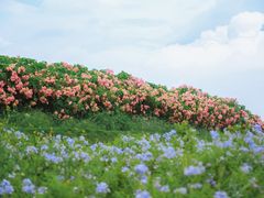 -光明小镇欢乐田园
