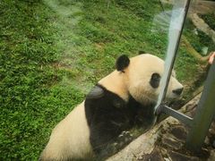 -都江堰中华大熊猫苑