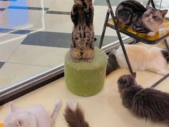 -三花喵·撸猫购宠·宠物生活馆(虹桥南丰城店)