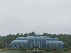 -大塘金香草谷