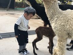 -西霞口神雕山野生动物世界