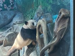 -武汉动物园