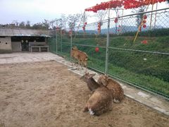 -天适樱花悠乐园