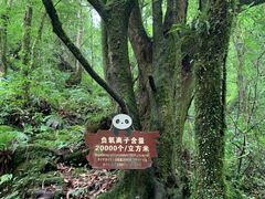 -西岭雪山大飞水景区